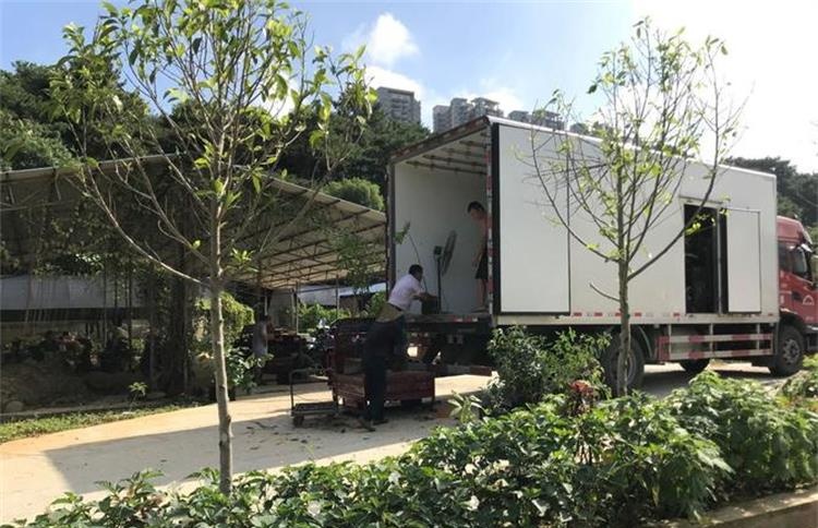 深圳植物、花草發香港,深圳中港物流專業運輸!